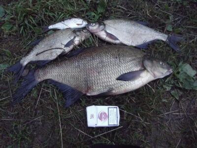 Karšis, 1,6 kg — Vilnoja