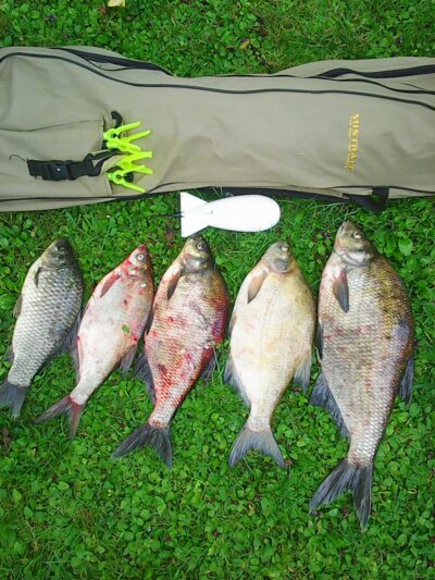 Karšis ×4