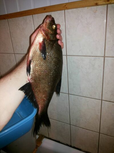 Karšis, 1,5 kg — Apušys