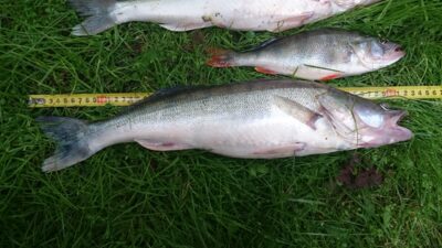 Starkis, 1,4 kg — Kuršių