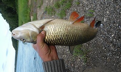 šapalas, 2,2 kg