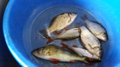 Ešerys, 0,2 kg — Kaišiadorys