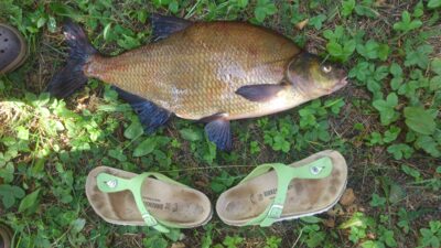 Karšis, 3,5 kg — Ančia