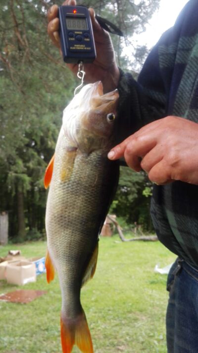 Ešerys, 0,8 kg