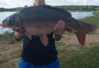 Paprastasis karpis, 8,2 kg