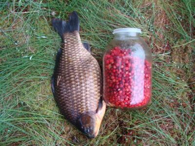 Auksinis karosas, 2,1 kg