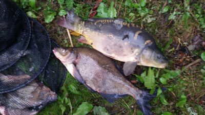 Paprastasis karpis, 0,4 kg