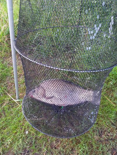 Sidabrinis karosas, 1,2 kg