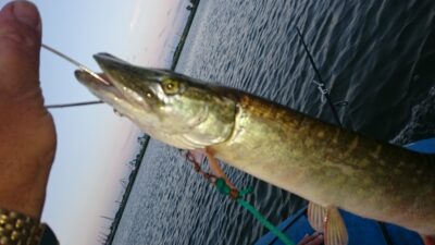Lydeka, 0,9 kg — Kuršių