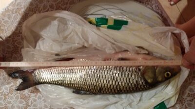 šapalas, 0,9 kg — Neris