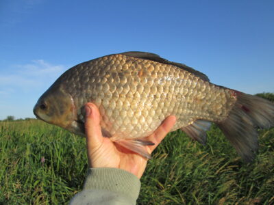 Sidabrinis karosas, 1,3 kg