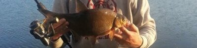 Karšis, 0,8 kg