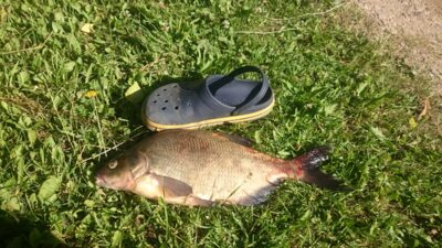 Karšis, 2,3 kg — Gėlių