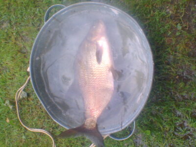 Karšis, 2,4 kg — Mirgų