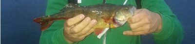Ešerys, 0,4 kg — Nemunas