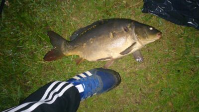 Paprastasis karpis, 4,0 kg — Nevočių