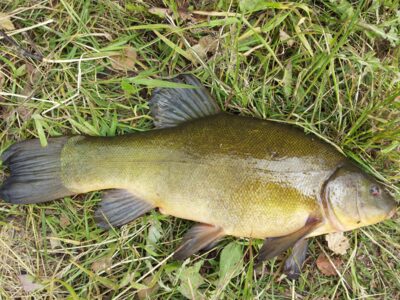 Lynas, 1,9 kg — Klaipėdos