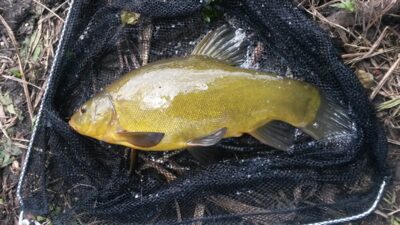 Lynas, 1,1 kg — Zalvys