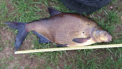 Karšis, 4,2 kg — Ančia