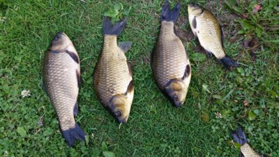 Auksinis karosas, 0,2 kg