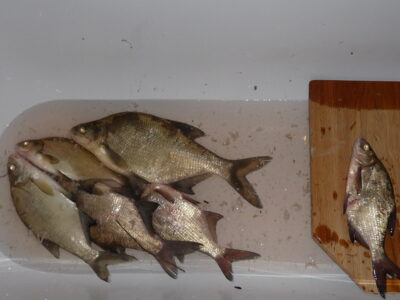 Karšis, 1,3 kg — Bubių