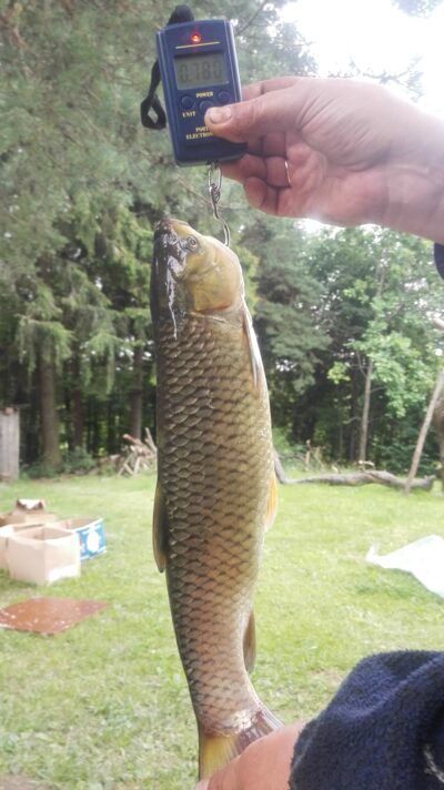 Baltasis amūras, 1,2 kg