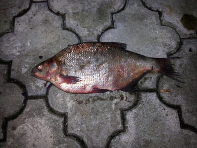Karšis, 1,1 kg — Kauno marių