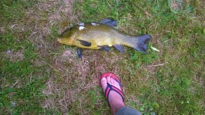 Lynas, 2,0 kg — Gėlių