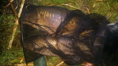 Juodasis amūras, 6,2 kg — Gudžiūnų