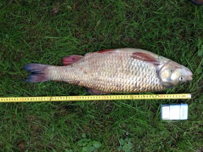 šapalas, 2,8 kg
