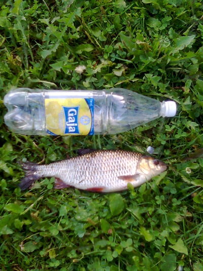 Paprastoji kuoja, 0,5 kg — Švėtė