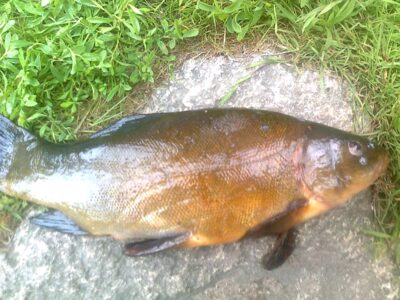 Lynas, 1,8 kg