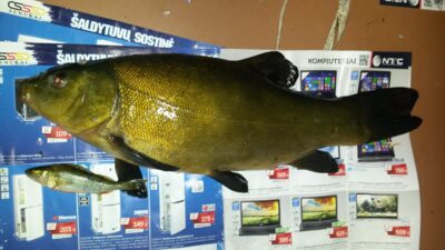 Lynas, 0,9 kg — Zalvys