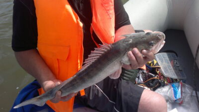 Starkis, 1,9 kg — Kuršių