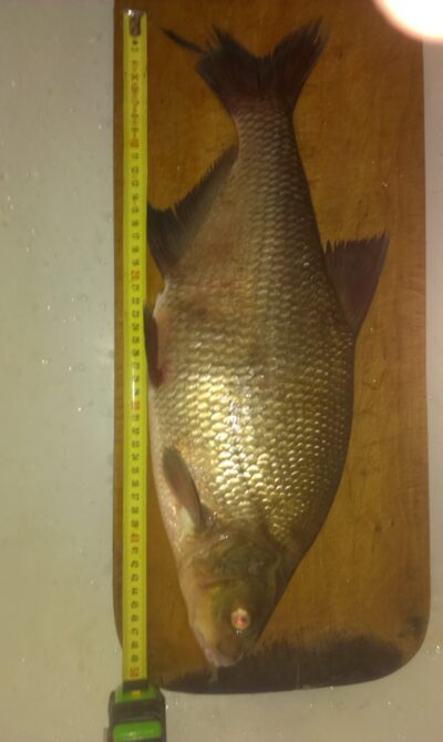 Karšis, 2,6 kg — Neris