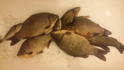 Sidabrinis karosas ×4 — Vainabalis