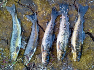 Upėtakis ×5 — Nedre Snattvikvannet