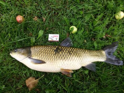 Baltasis amūras, 2,3 kg