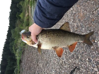 šapalas, 1,5 kg — Nemunas