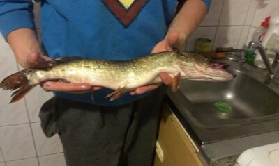 Lydeka, 1,0 kg — Smeltalė