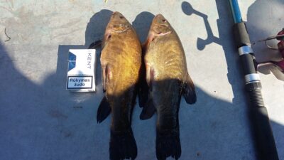 Lynas, 0,5 kg