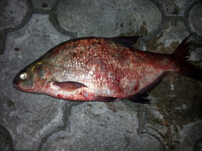Karšis, 1,3 kg — Kauno marių
