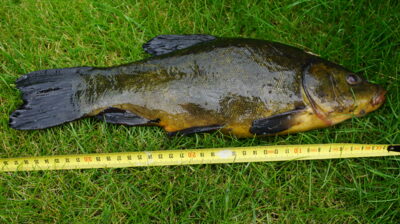 Lynas, 0,9 kg