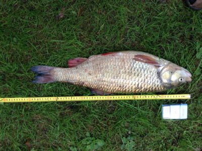 šapalas, 2,8 kg — Nemunas