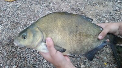 Karšis, 2,6 kg — Nemunas