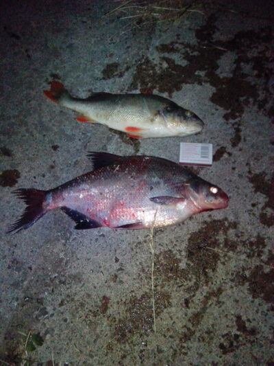 Ešerys, 0,5 kg