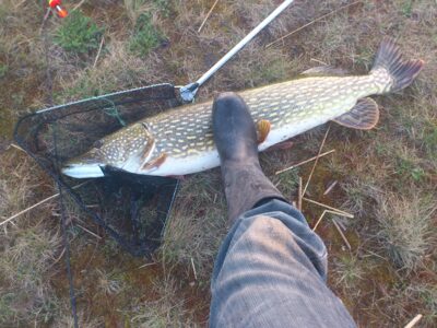 Lydeka, 9,0 kg