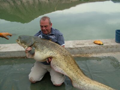 šamas, 52,0 kg