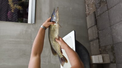 Lydeka, 1,4 kg
