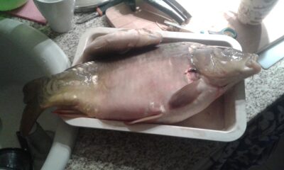 Paprastasis karpis, 2,5 kg